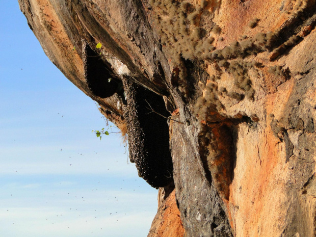 Sigiriya - gniazda szerszeni