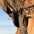 Sigiriya - gniazda szerszeni