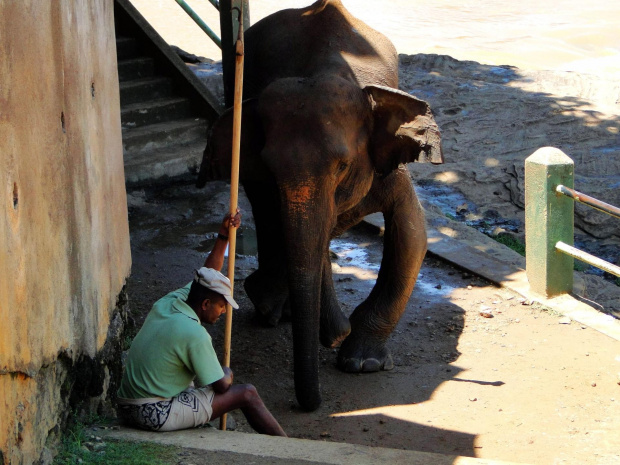 Sierociniec dla słoni w Pinnawala - słonica, która weszła na minę. Nazywa się Sama