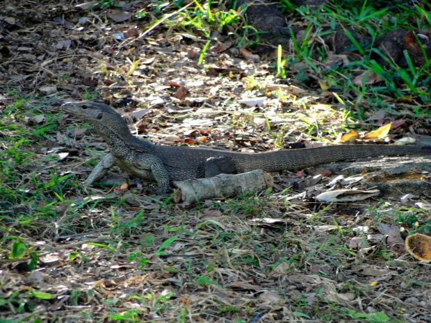 Iguana w parku