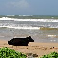 Sri Lanka południowa. Plaża