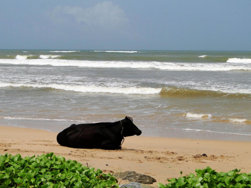 Sri Lanka południowa. Plaża