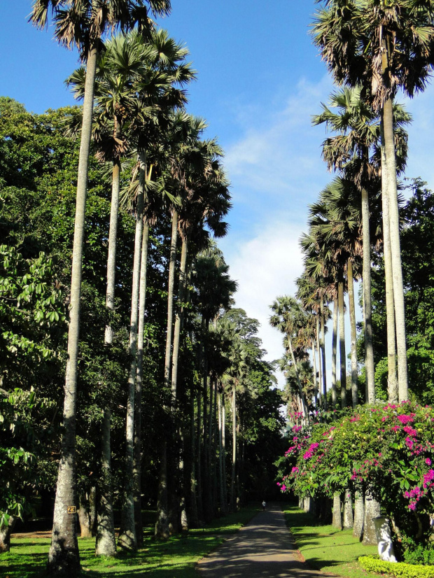 Kandy - aleja palm królewskich