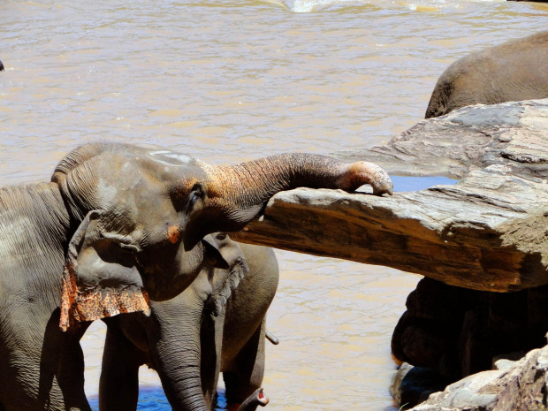 Sierociniec dla słoni w Pinnawala