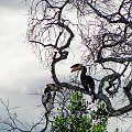 Sri Lanka. Yala - tukan