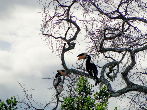 Sri Lanka. Yala - tukan