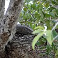 Jeep Safari w Yala - iguana