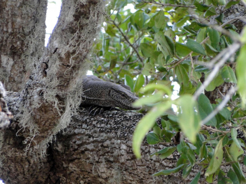 Jeep Safari w Yala - iguana