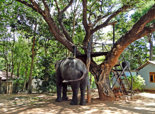 Elephant taxi