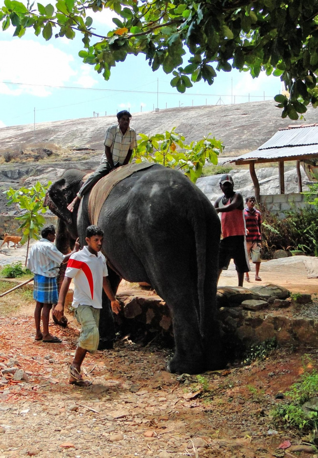 Elephant taxi