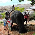 Elephant taxi