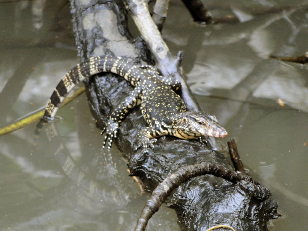 iguana