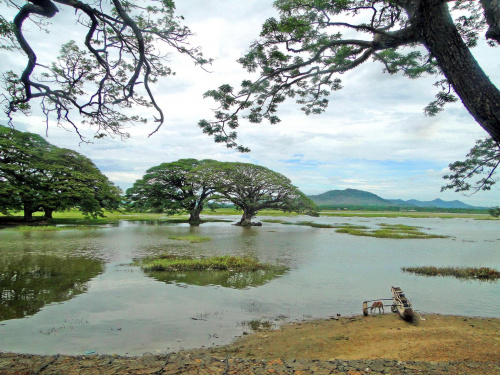 Sri Lanka. Drzewa deszczowe