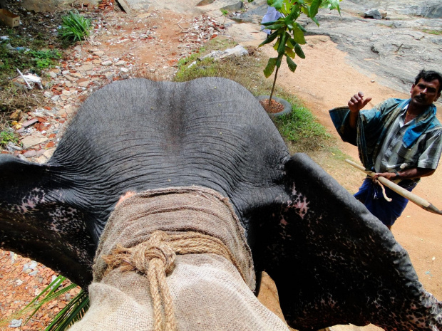 Elephant safari