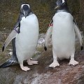 Pingwin białobrewy (Pygoscelis papua)