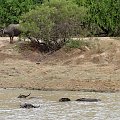 Jeep Safari w Yala - bawoły