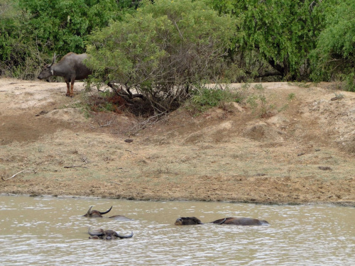 Jeep Safari w Yala - bawoły