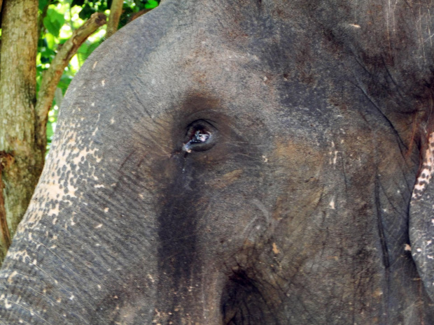 Sierociniec dla słoni w Pinnawala - oślepiony przez ludzi. Nazywa się Raja.
