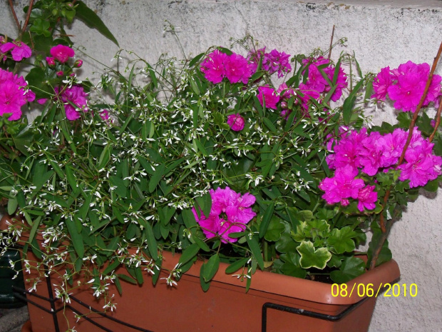Diamencik rozświetla piękne pelargonie.