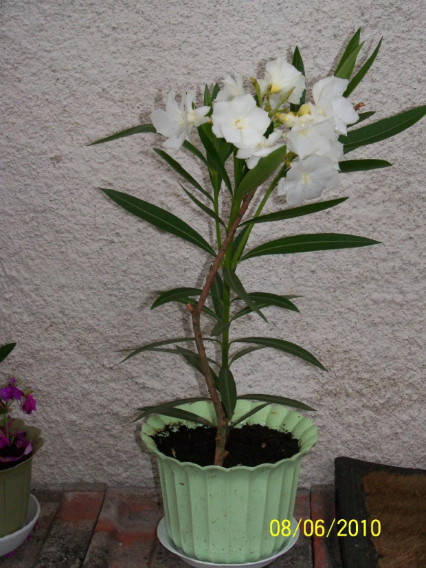 Malutki oleander a już zakwitł.