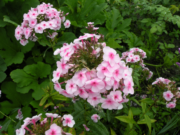 Phlox x arendsii Ping Pong