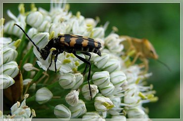 #owady #ogród #lato