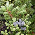 Abies koreana 'Nana'