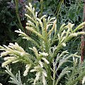 Cryptomeria 'Hongarian Gold'