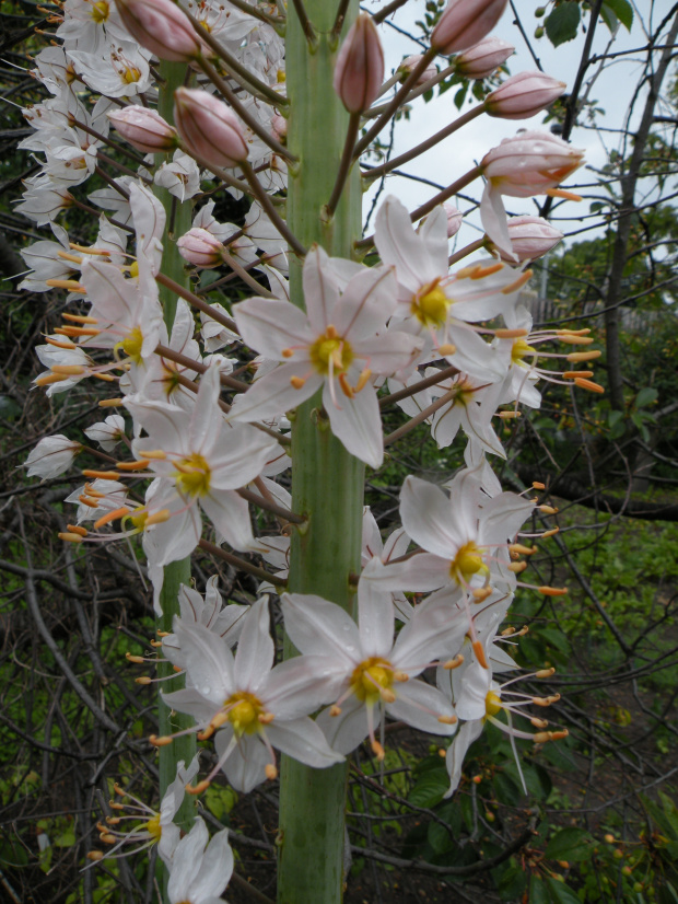 Eremurus robustus