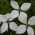 Cornus kousa var. chinensis