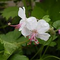 Geranium x cantabrigiense 'Biokovo'