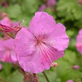 Geranium x cantabrigiense 'Karmin'