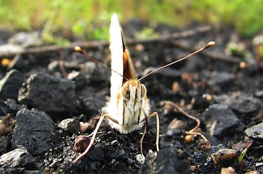 zły, #owad #motyl #robak