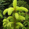 Picea abies 'Aurea Magnifica'