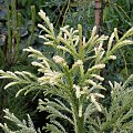 Cryptomeria 'Hongarian Gold'