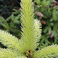 Picea abies 'Aurea Mgnifica'