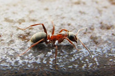 #owad #mrówka #robak