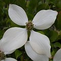 Cornus kousa var. chinensis