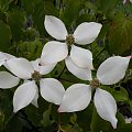 Cornus kousa var. chinensis