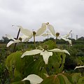 Cornus kousa var. chinensis