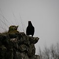 Oradour-sur-Glane
Miasteczko