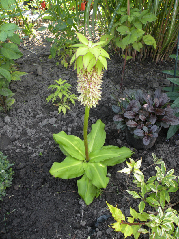 Eucomis