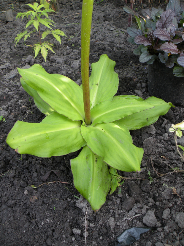 Eucomis