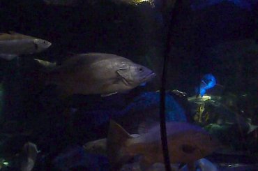 Sea Life Knigswinter #SeaLife #Knigswinter #Niemcy #NRW #ryby #raki #plazy