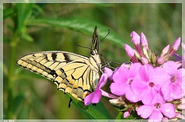 #MOTYLE #OWADY #OGRÓD #LATO