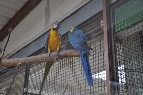 Chorzowskie zoo #ptaki #ptak #papuga #papugi #ara #zoo #chorzów