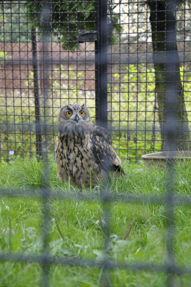 Chorzowskie zoo #ptaki #ptak #sowa #zoo #chorzów