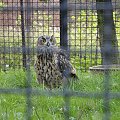Chorzowskie zoo #ptaki #ptak #sowa #zoo #chorzów