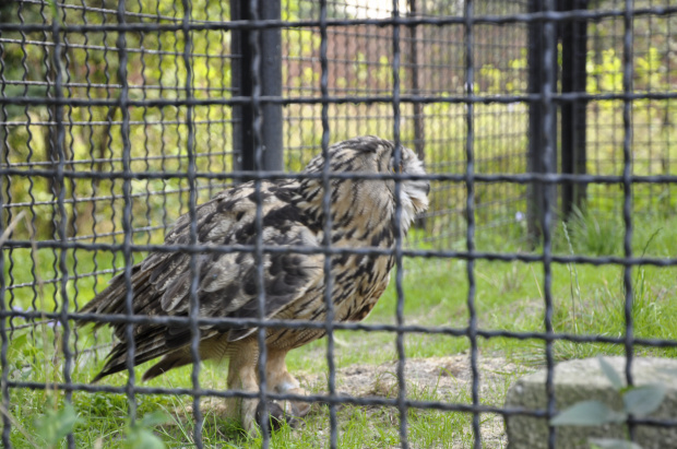 Chorzowskie zoo #ptaki #ptak #sowa #zoo #chorzów