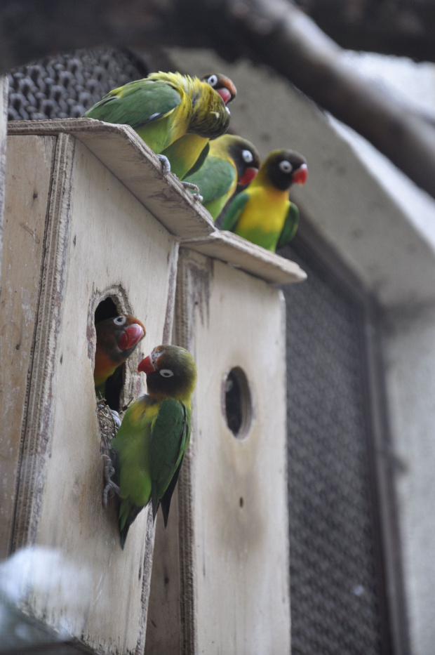 Chorzowskie zoo #ptaki #ptak #papuga #papugi #zoo #chorzów